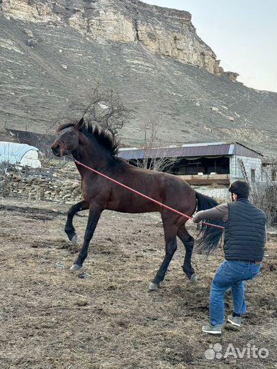 Карачаевский жеребец