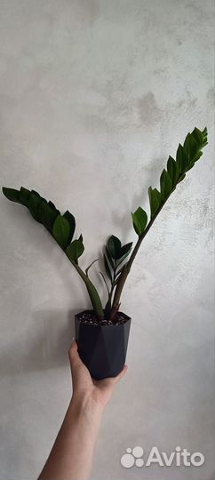 Замиокулькас