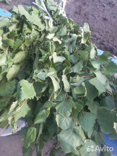 Веники для бани берёзовый