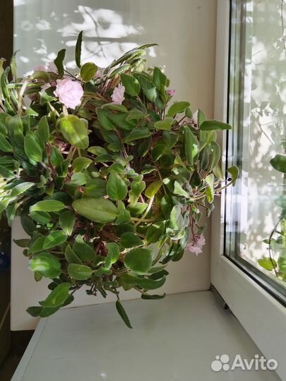 Сенполия-трейлер. Литуаника /Lithuania