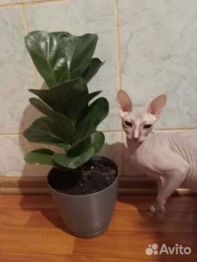 Фикус лирата