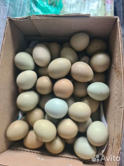 Яйца для инкубации фазанов