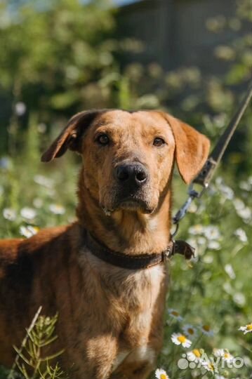 Роскошный пёс в добрые руки