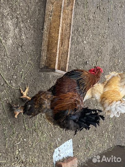 Петухи брама