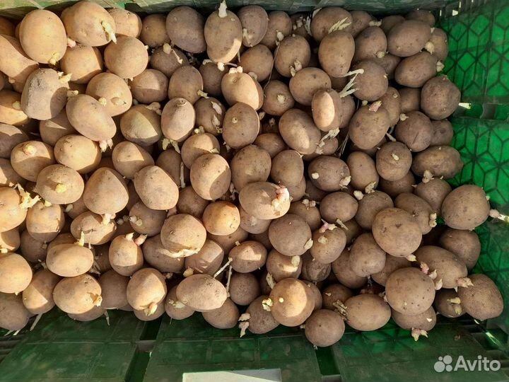 Семенной картофель