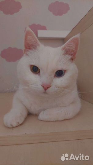 Передержка кошек