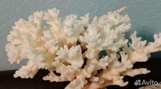 Коралл