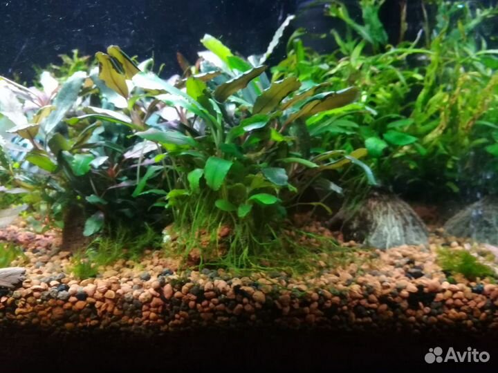 Аквариум акваэль 110 л