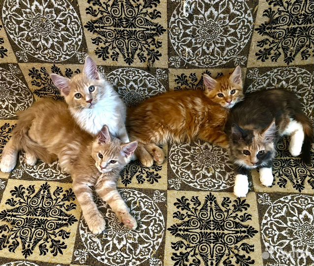 Котята мейн-кун 2,5 мес