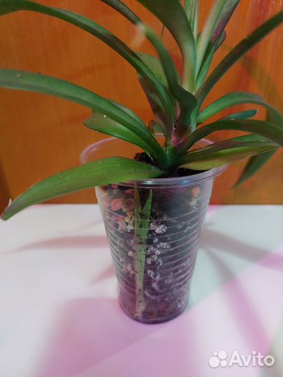 Сансевиерия