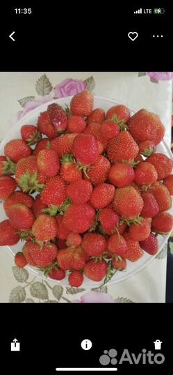 Рассада Виктории