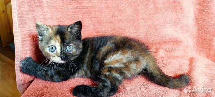 Шотландская