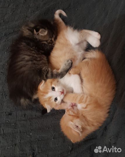 Вислоухие котята в добрые руки