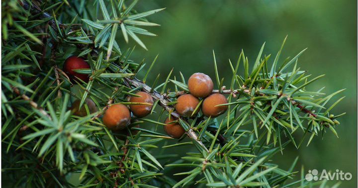 Можжевельник, разные виды, семена