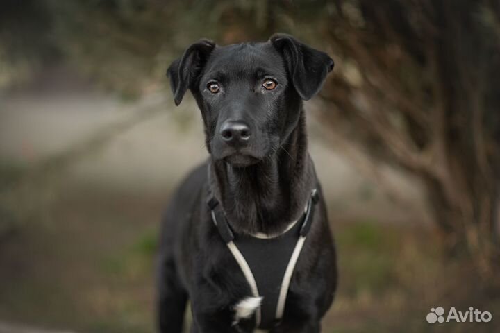 Молодой щенок из приюта, Лукас ищет дом