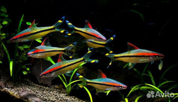 Аквариумная рыбка