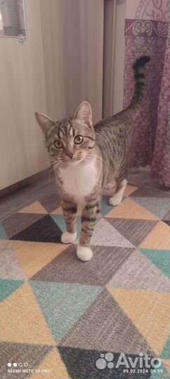 Кошки в добрые руки бесплатно