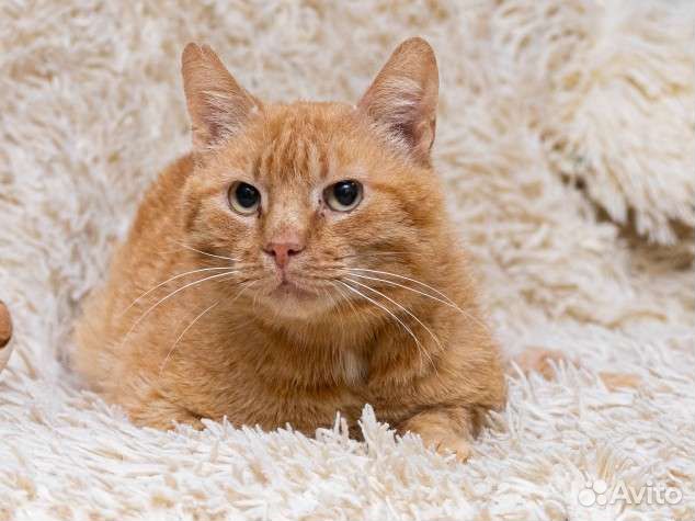 Рыжий котик