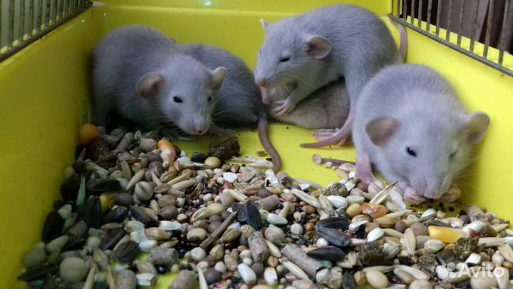 Крысята Дамбо. Крысы голубые и светло-бежевые
