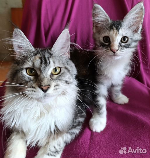 Котята мейн-кун
