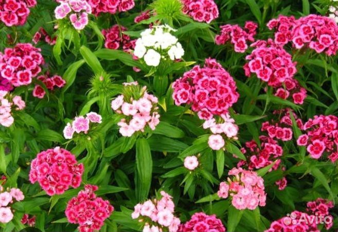 Гвоздика турецкая рассада