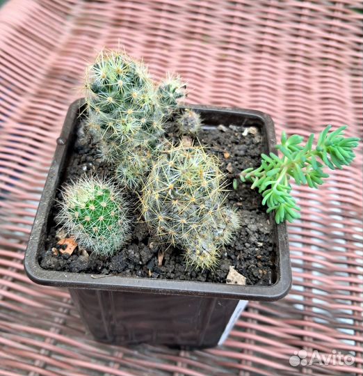 Кактусы и суккуленты