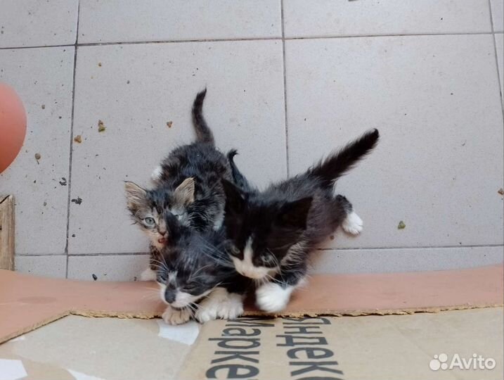 Котята в добрые руки