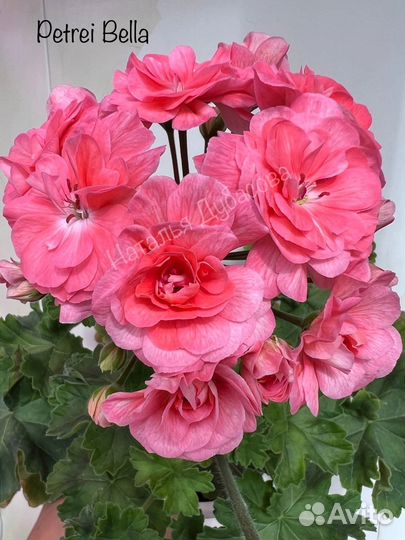 Пеларгония герань