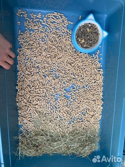 Львиноголовый кролик