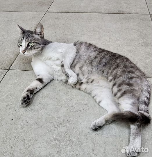 Ласковая кошечка ищет дом