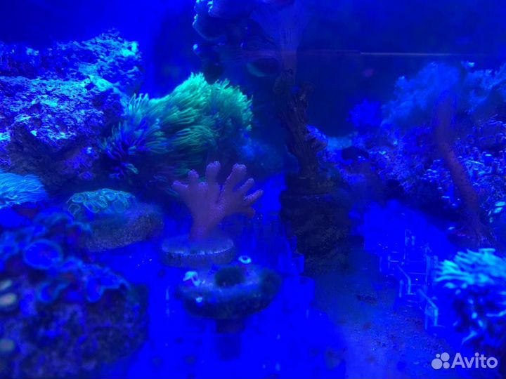 Морской аквариум кораллы