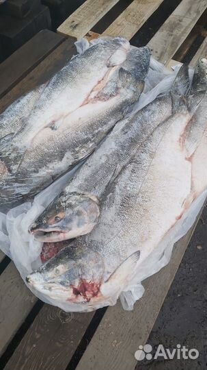 Кета псг вылов 2023