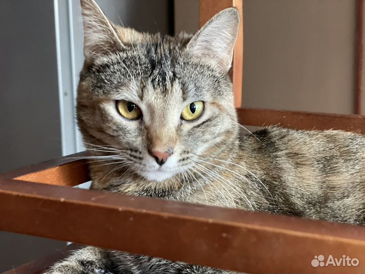 Кошки в добрые руки бесплатно