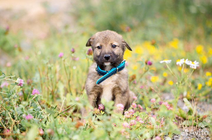 Щенки Мася и Бася ищут дом