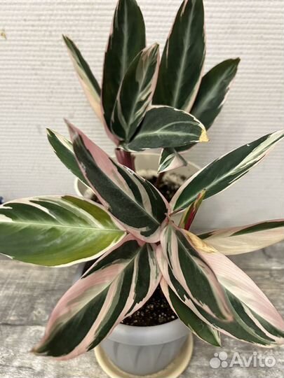 Комнатные цветы