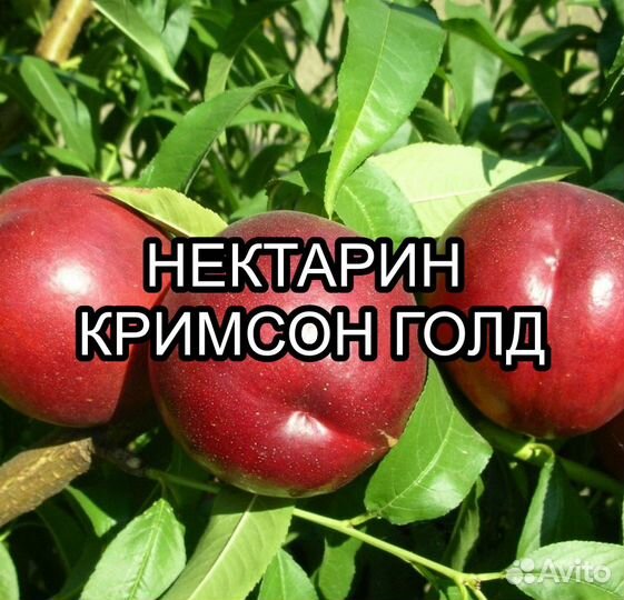 Саженцы нектарина