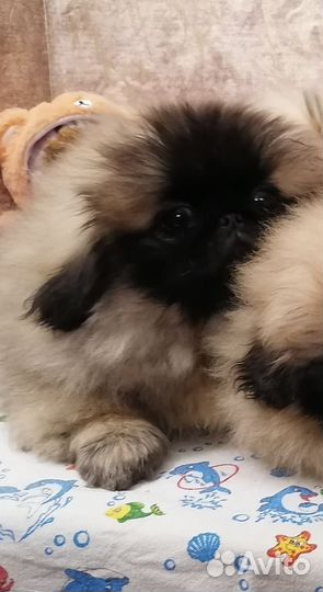 Щенки пекинеса