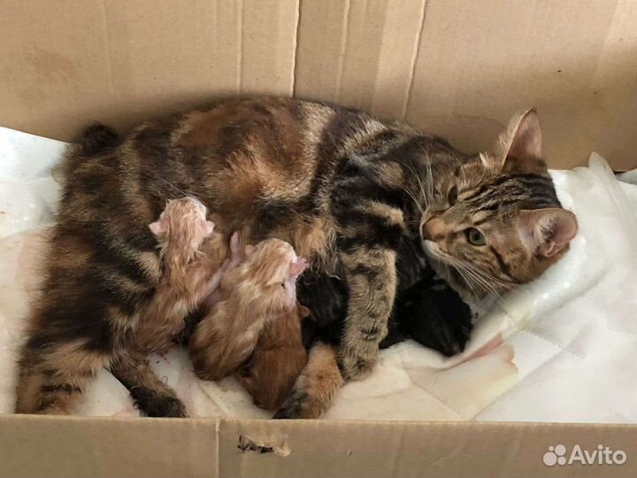 Курильский бобтейл