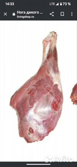 Дикий кабан