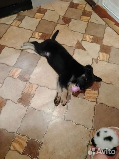 Собака в добрые руки отдам бесплатно