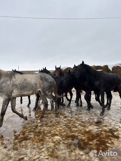 Продам лошадей
