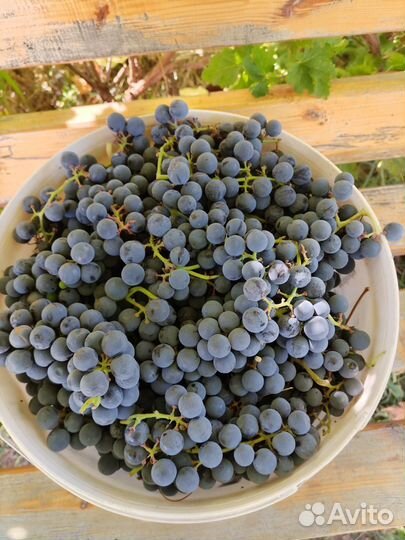 Виноград Изабелла