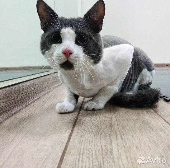 Стрижка кошек и котов, без вашей помощи