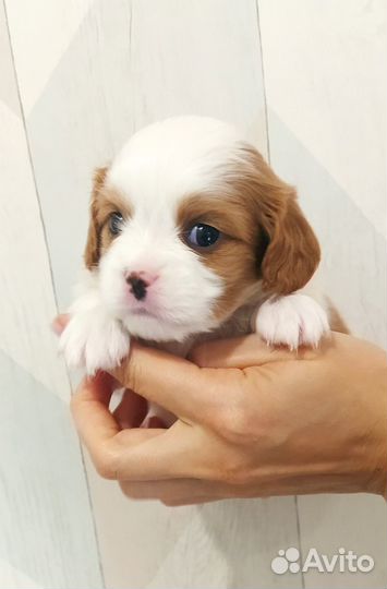 Кавалер кинг чарльз спаниель
