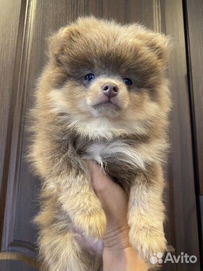 Щенки шпица редких окрасов