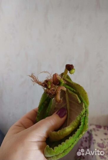 Глоксиния сортовая