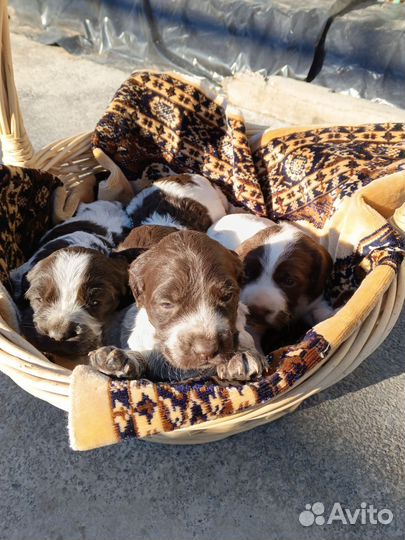 Собака русский спаниель