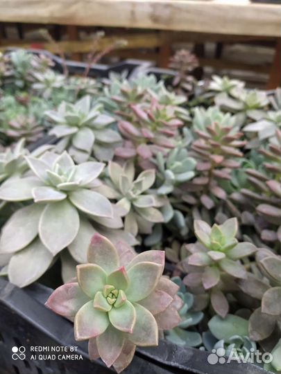 Комнатные растения. Бегония рекс, хойя, толстянки