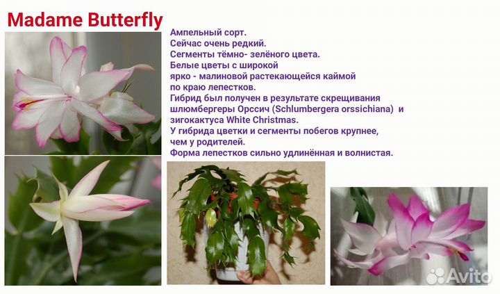 Шлюмбергера декабристы