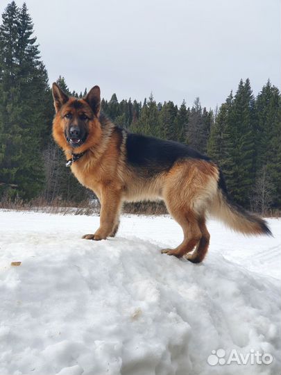 Немецкая овчарка вязка